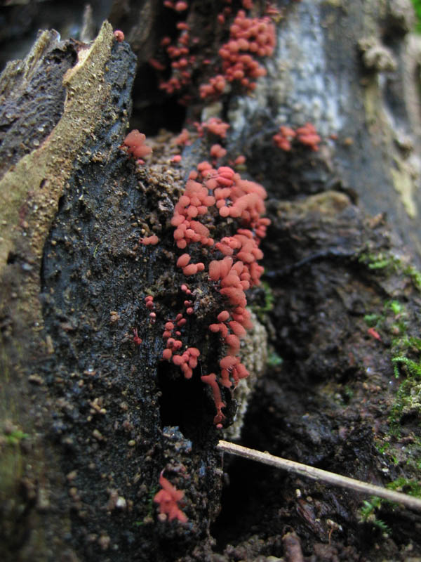 Arcyria denudata (L.)Wetts.